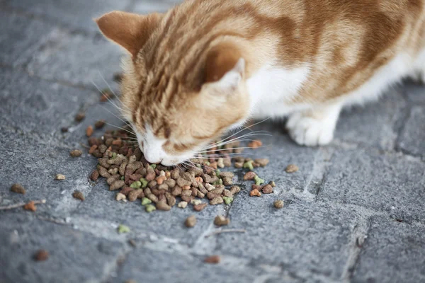 Abandoned street cat eating food
