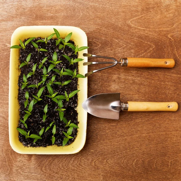 Little Green Sprouts and Small Gardening Tools