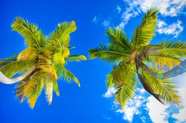 Green palm tree on blue sky background