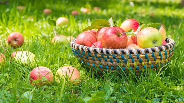 Organic apples in basket, apple orchard, fresh homegrown produce