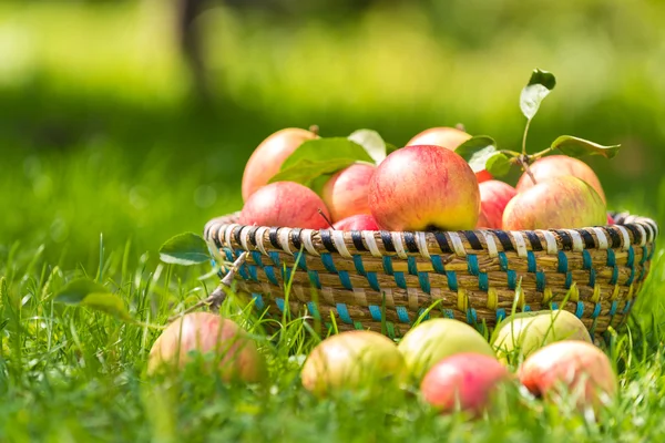 Organic apples in basket, apple orchard, fresh homegrown produce