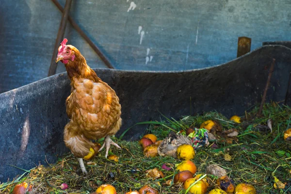 Hens feeding on home waste compost