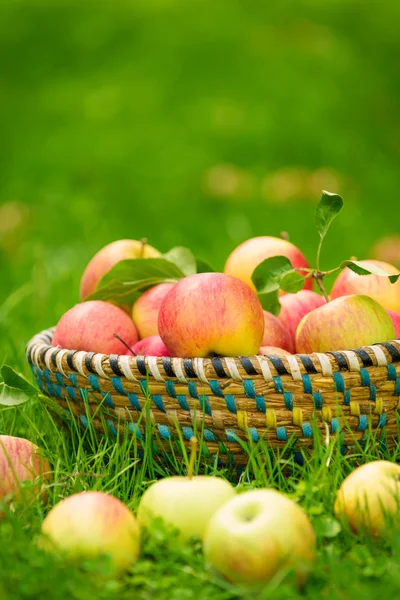 Organic apples in basket, apple orchard, fresh homegrown produce