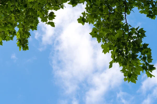 Blue sky with puffy clouds and fresh green tree branches