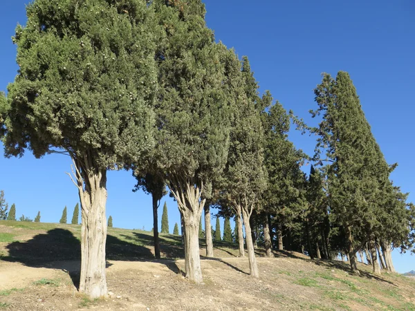 Tall Pine trees