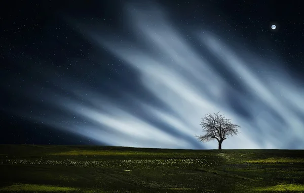 Dry tree at night