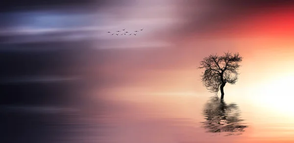 Solitude tree with birds