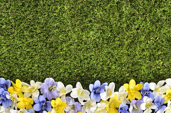 Spring flower border background, grass copy space