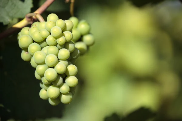 Chardonnay wine grapes vineyard burgundy france closeup