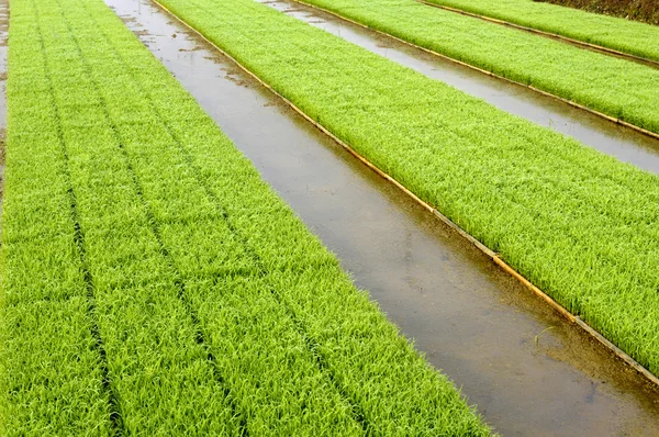 Young rice plant seedlings ready for planting growing