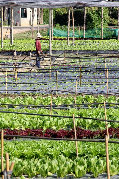 Organic vegetable farm working farmer