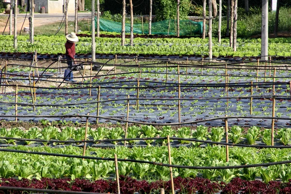 Organic vegetable farm  working farmer