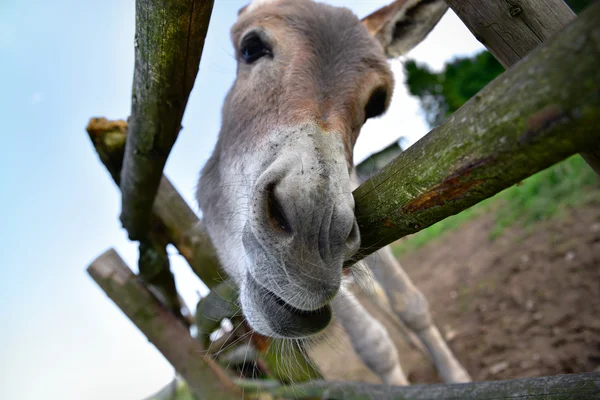 Portrait of a funny donkey on farm