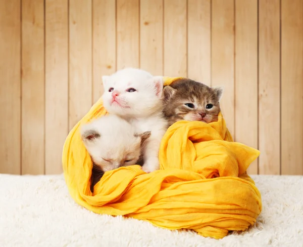 Cute kittens in yellow cotton at wooden background