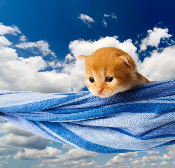 Cute red orange kitten in hammock at blue sky