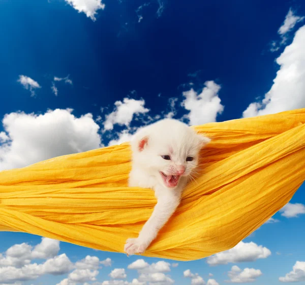 Cute white kitten in hammock at blue sky