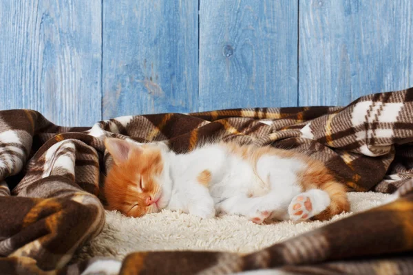 Red orange kitten sleeps at blue wood