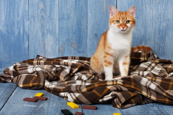 Ginger cat sitting on plaid blanket