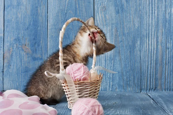 Grey striped kitten gnaw basket at blue wood