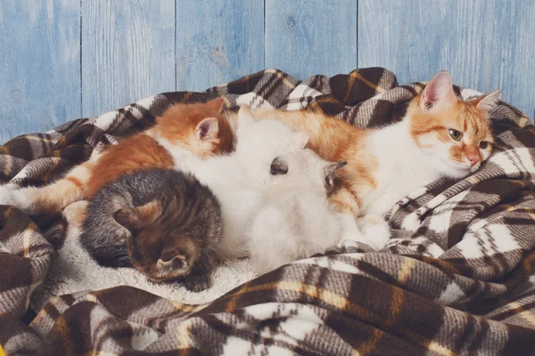 Cat nursing her little kittens at plaid blanket