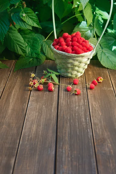 Basket with raspberries near bush on wooden table in garden