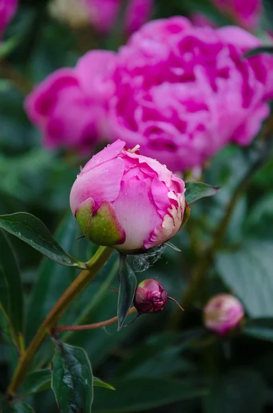 Pink peony flowers