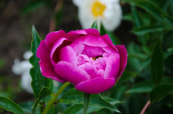 Pink peony flower