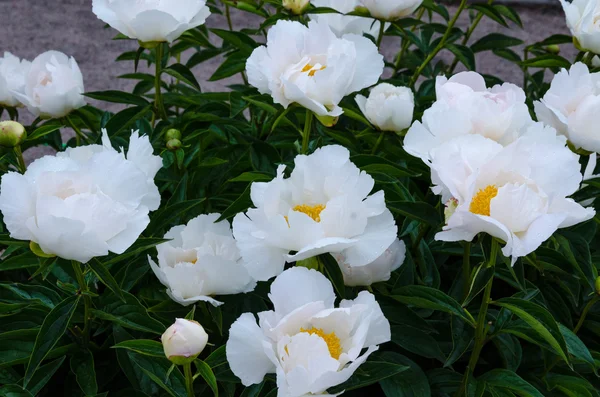 White peony flowers