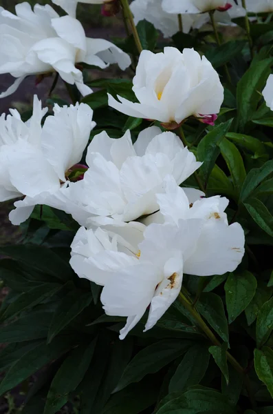 White peony flowers