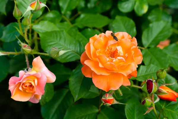 Orange  roses on green garden
