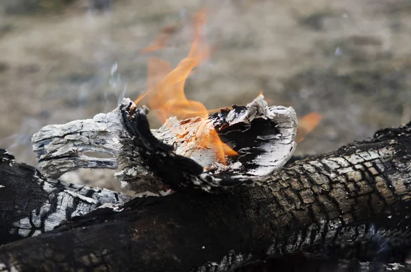 Close up of the wood burns on fire. Beautiful fire with flames charred wood.