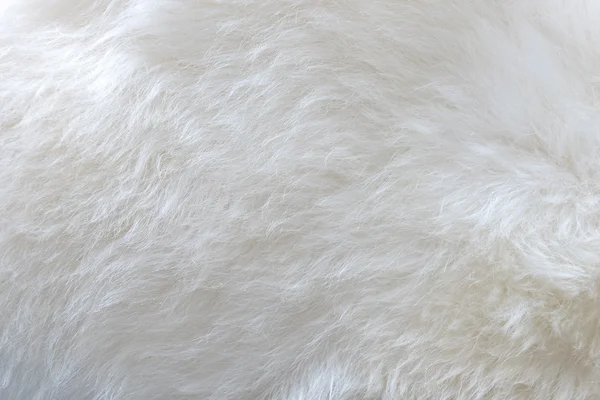 Close up of white fur as background