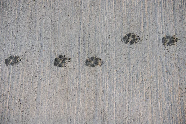Dog Footprint walk on wet concrete floor background