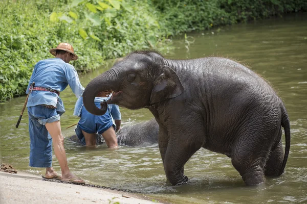 Mahouts bath and clean the elephants in the river