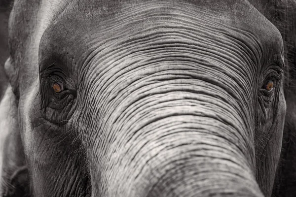 Close up Asian elephant head ,Thailand
