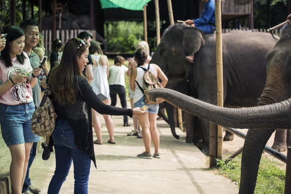 Tourism feeding the elephant banana before elephant show.