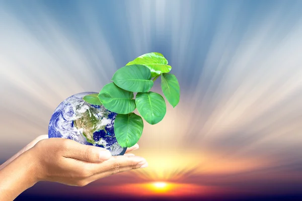 We love the world of ideas,World and tree in human hand on nature background. Elements of this image furnished by NASA.