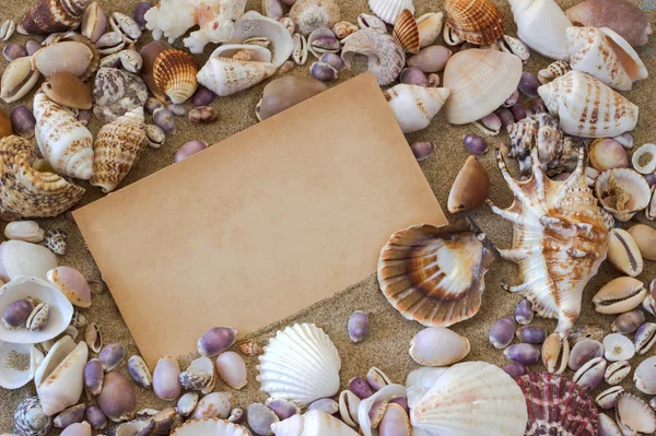 Shells on the sea sand. Frame