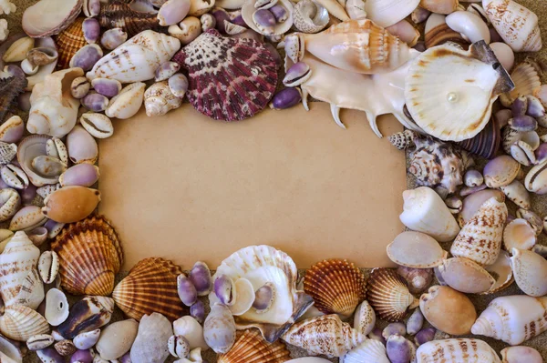 Shells on the sea sand. Frame