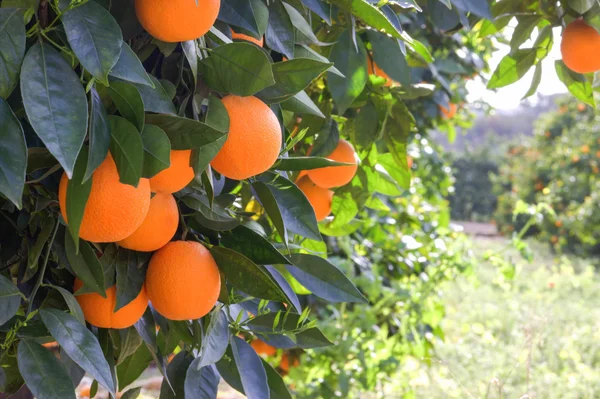 Oranges, orange garden.