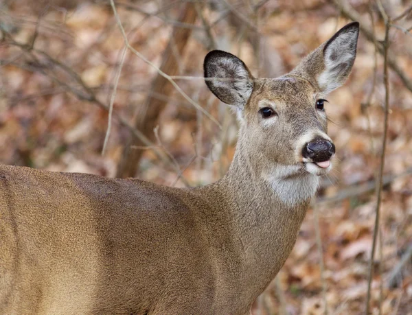 Funny cute deer is showing her tongue