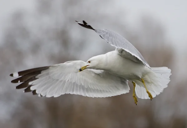 Beautiful isolated photo of the gull in flight