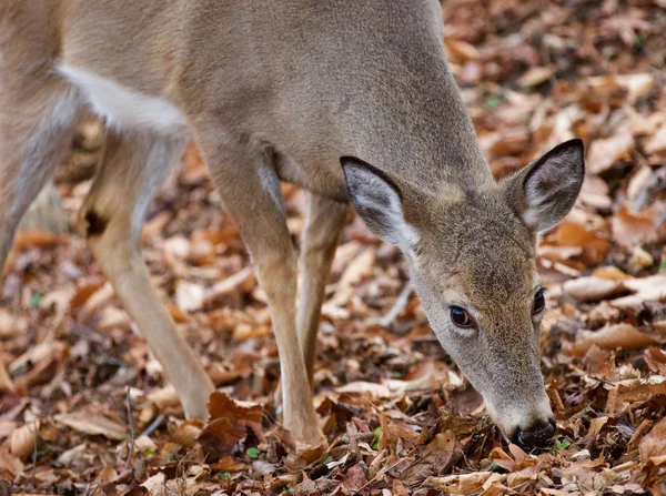 Beautiful closeup of the cute deer in the forest