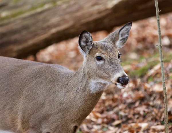 Beautiful image with a cute deer in the forest