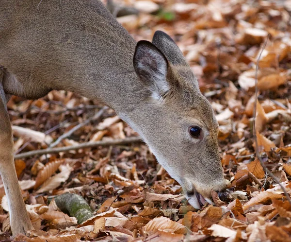 Beautiful photo of the cute deer eating the leaves