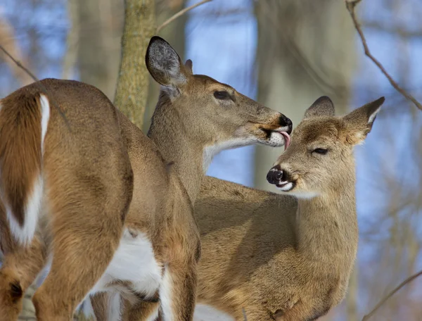 Beautiful funny image with a pair of the cute wild deers