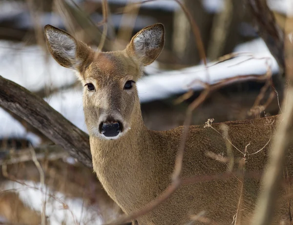 Beautiful image with the very cute wild deer in the forest