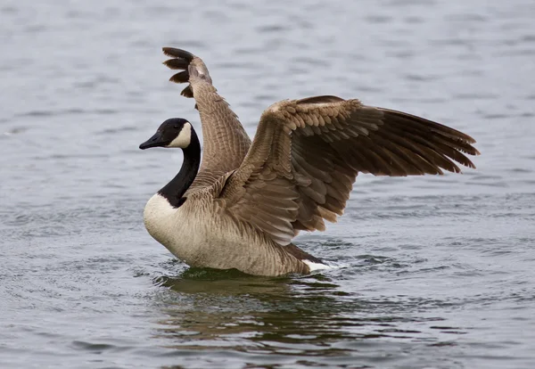 Beautiful closeup of a Canada goose with the wings