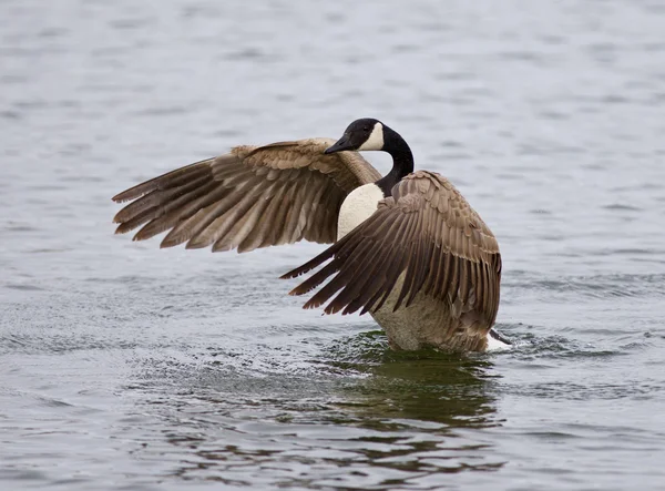 Beautiful isolated photo of a Canada goose in the lake with the spreaded wings