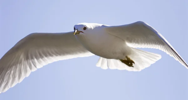 Very beautiful isolated photo of the flying gull with the wings opened